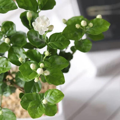 100 duftende jasminfrø (GMO-fri)