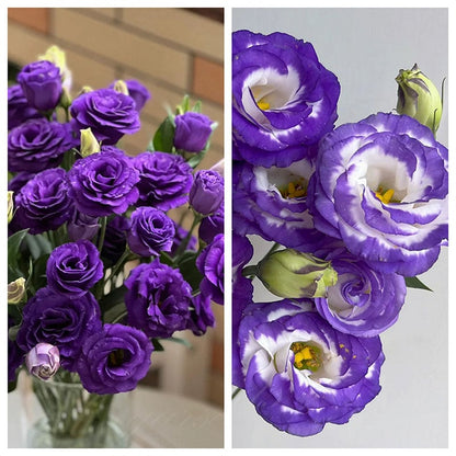 Eustoma – tornfri roser – frø (100 stk.) 💐 Lisianthus-frø