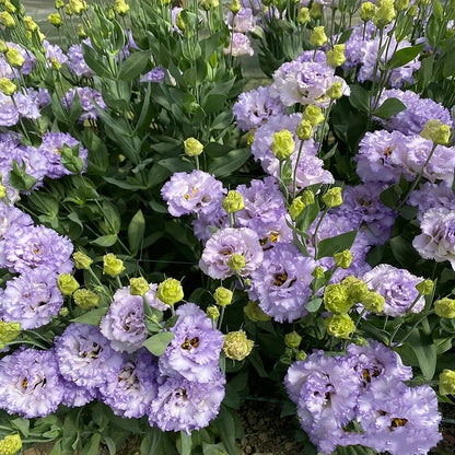 Eustoma – tornfri roser – frø (100 stk.) 💐 Lisianthus-frø
