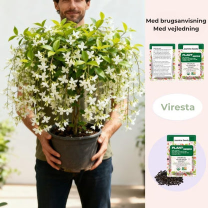 100 duftende jasminfrø (GMO-fri)
