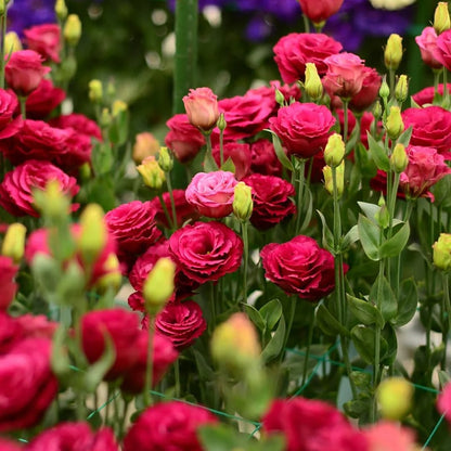 Eustoma – tornfri roser – frø (100 stk.) 💐 Lisianthus-frø