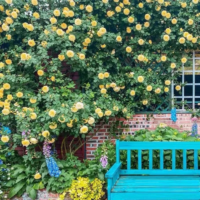 🌸 Farverige klatreroser | Kan plantes hele året rundt!