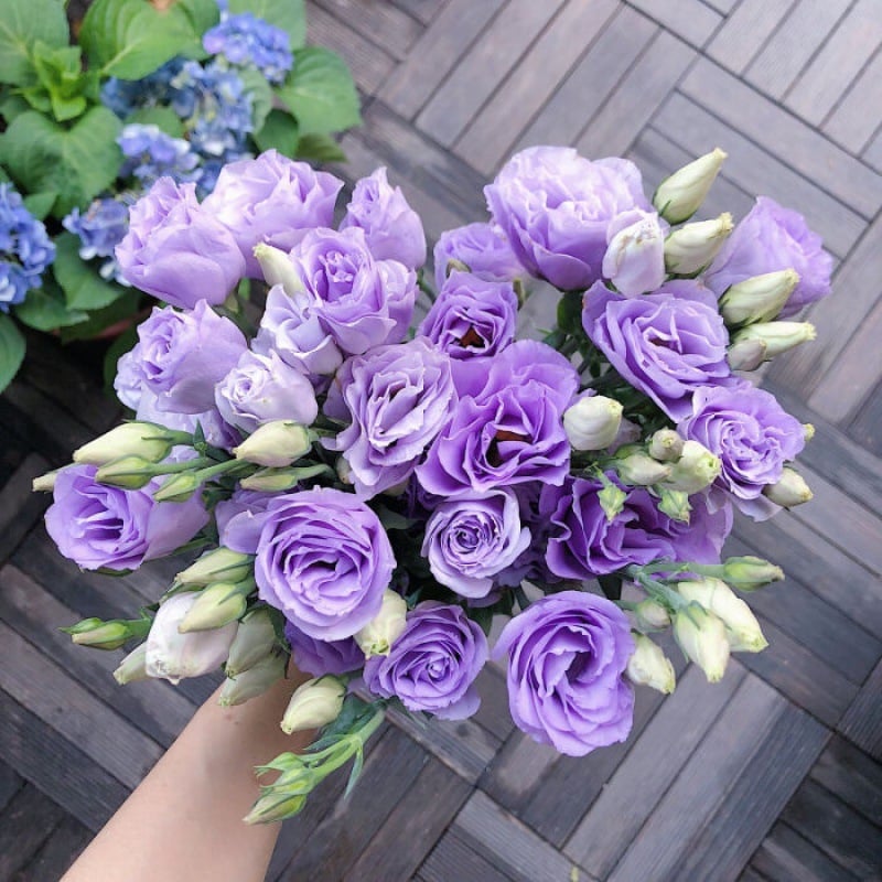 Eustoma – tornfri roser – frø (100 stk.) 💐 Lisianthus-frø