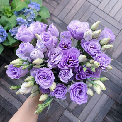 Eustoma – tornfri roser – frø (100 stk.) 💐 Lisianthus-frø