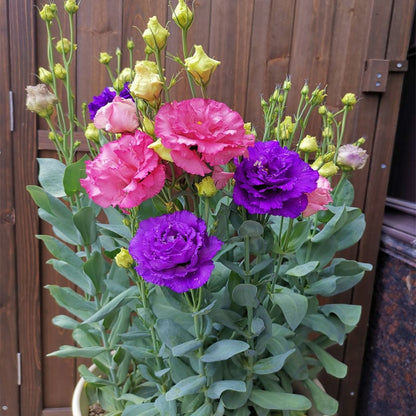 Eustoma – tornfri roser – frø (100 stk.) 💐 Lisianthus-frø