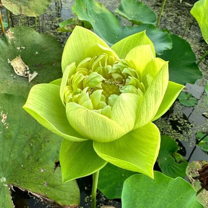 Hellige lotusfrø – 100 stk.