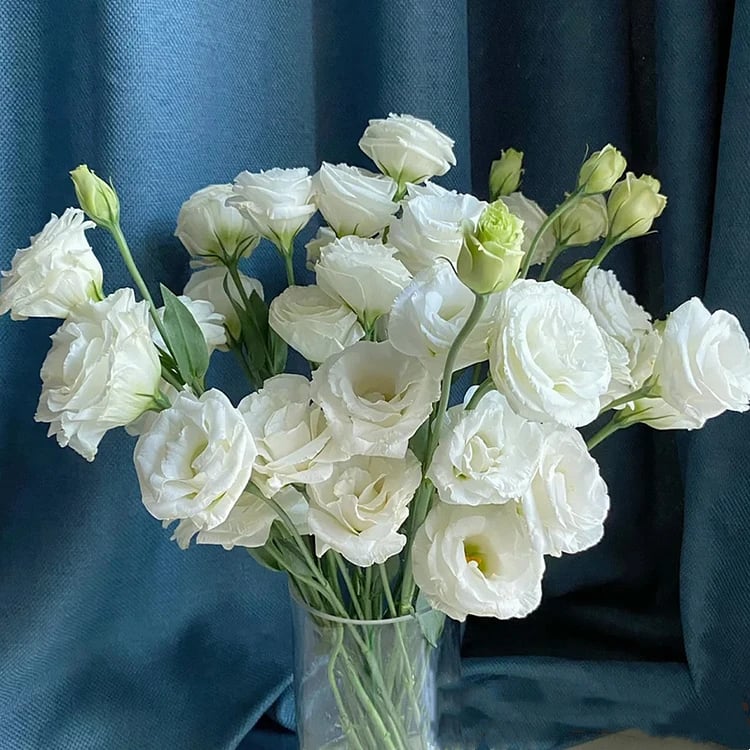 Eustoma – tornfri roser – frø (100 stk.) 💐 Lisianthus-frø