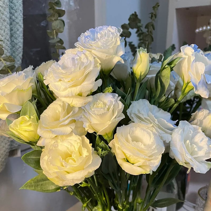 Eustoma – tornfri roser – frø (100 stk.) 💐 Lisianthus-frø