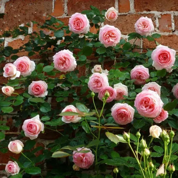 🌸 Farverige klatreroser | Kan plantes hele året rundt!