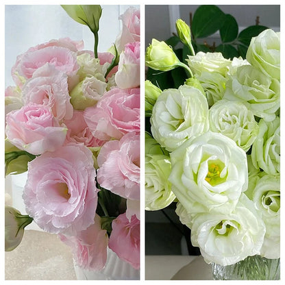 Eustoma – tornfri roser – frø (100 stk.) 💐 Lisianthus-frø