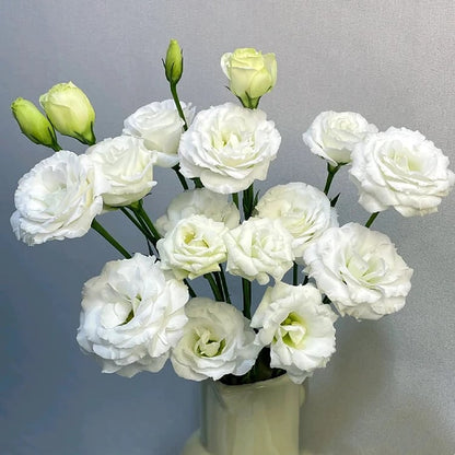 Eustoma – tornfri roser – frø (100 stk.) 💐 Lisianthus-frø