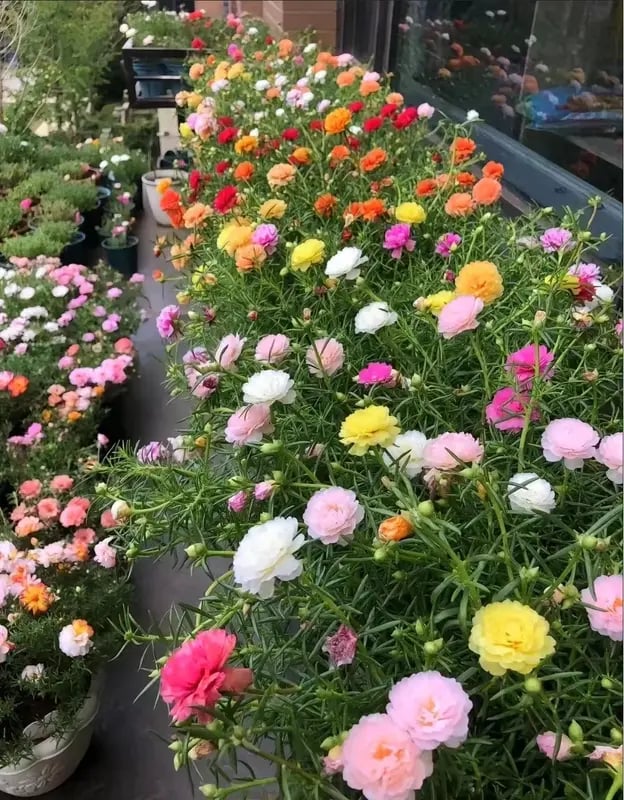 🌸 Mosrosefrøblanding (1000 stk.) 🌿 Portulak / solroser