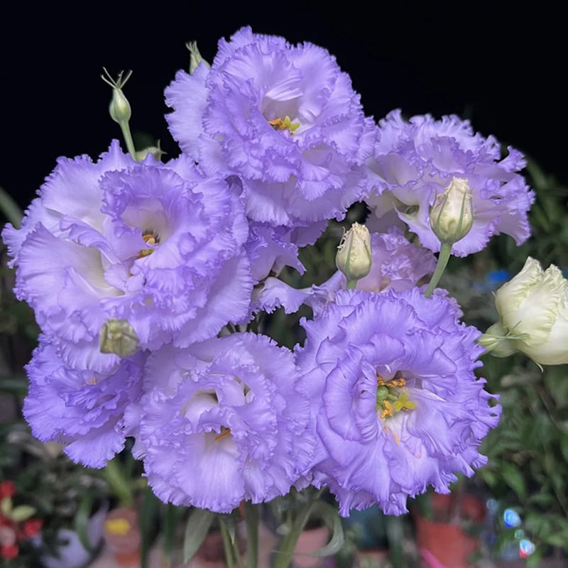 Eustoma – tornfri roser – frø (100 stk.) 💐 Lisianthus-frø