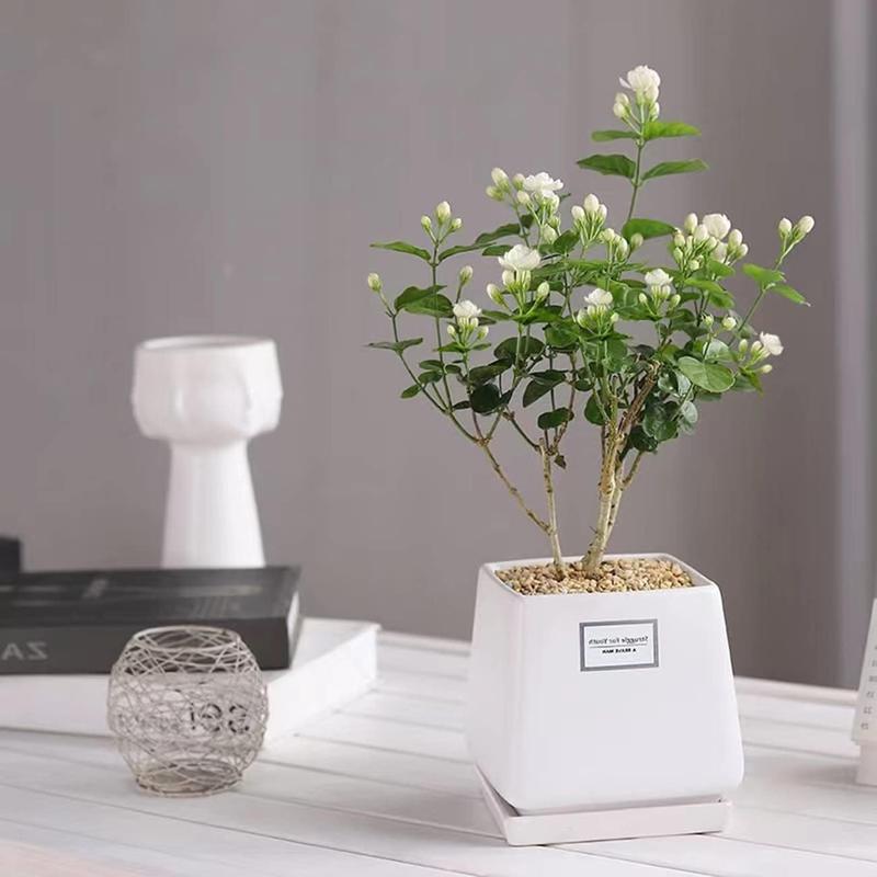 100 duftende jasminfrø (GMO-fri)