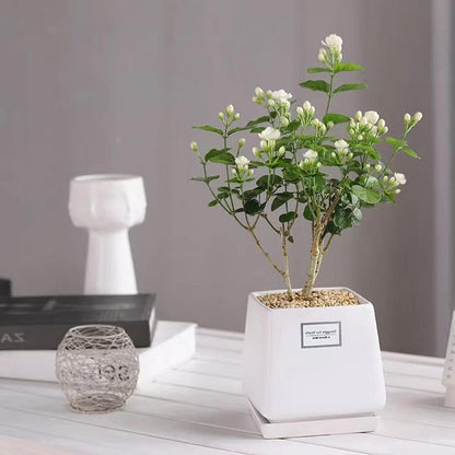 100 duftende jasminfrø (GMO-fri)