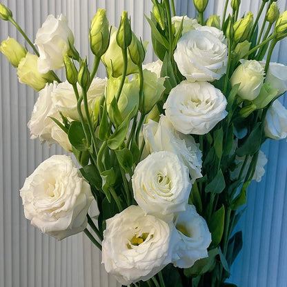 Eustoma – tornfri roser – frø (100 stk.) 💐 Lisianthus-frø