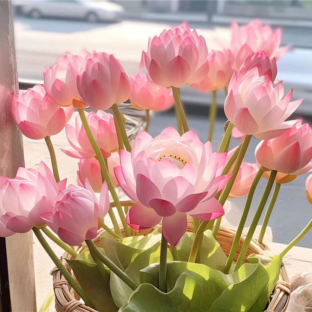 Hellige lotusfrø – 100 stk.