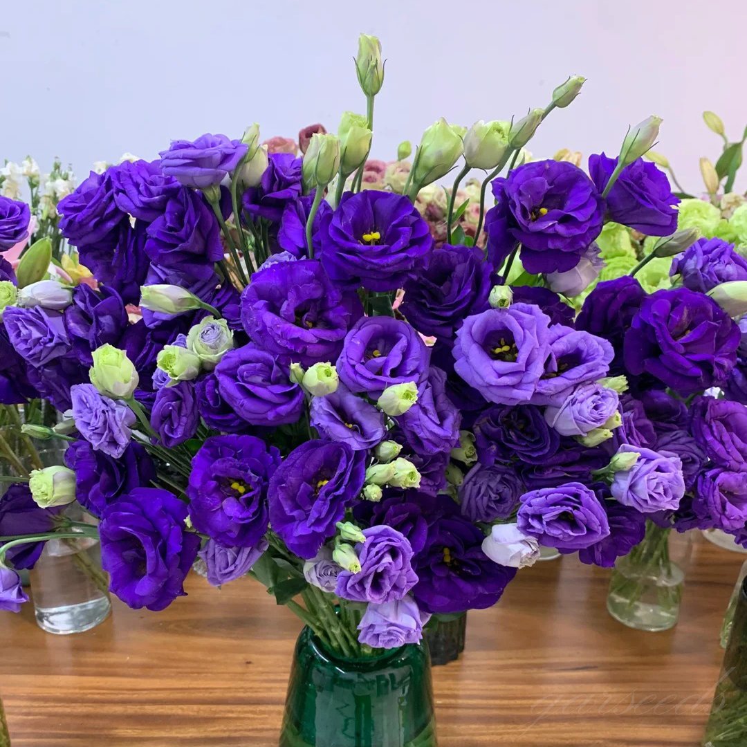 Eustoma – tornfri roser – frø (100 stk.) 💐 Lisianthus-frø