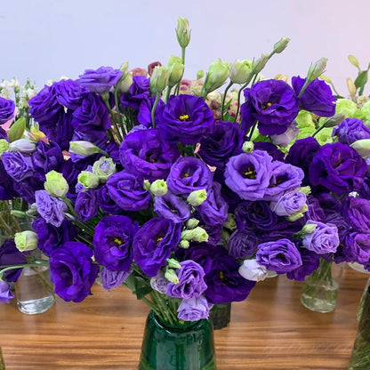 Eustoma – tornfri roser – frø (100 stk.) 💐 Lisianthus-frø