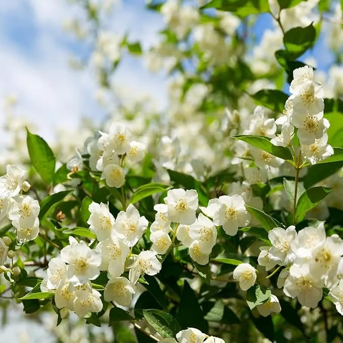 Økologiske jasminfrø – 100 stk.