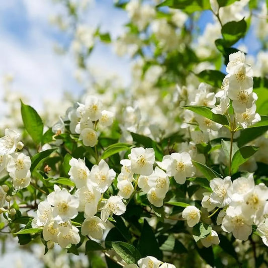 Økologiske jasminfrø – 100 stk.