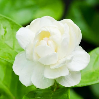 Økologiske jasminfrø – 100 stk.