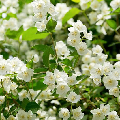 Økologiske jasminfrø – 100 stk.