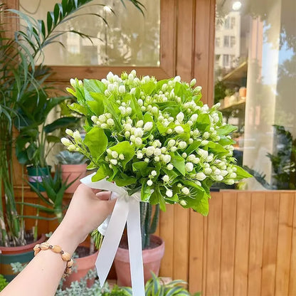 Økologiske jasminfrø – 100 stk.
