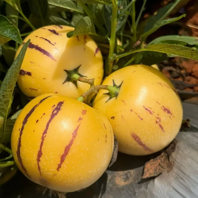 Pepino-melon-frøblanding – 1000 stk.