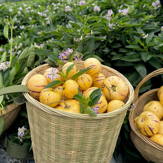 Pepino-melon-frøblanding – 1000 stk.