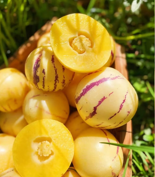 Pepino-melon-frøblanding – 1000 stk.