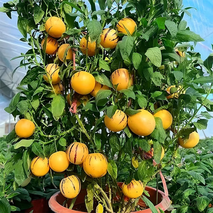 Pepino-melon-frøblanding – 1000 stk.