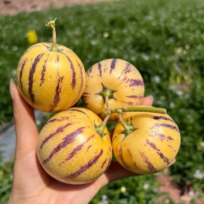 Pepino-melon-frøblanding – 1000 stk.